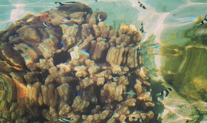 Coral_Photo credit - D. McFadzien