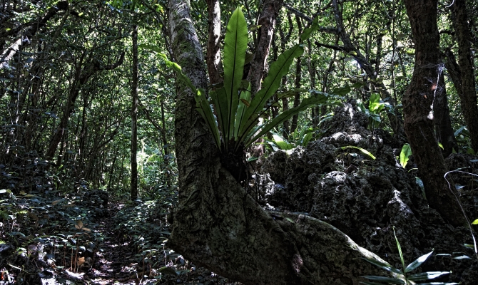Huvalu forest, Niue