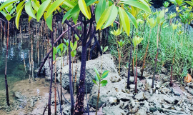 Photo:  Federated States of Micronesia by D.McFadzien