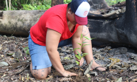 SPREP tree planting