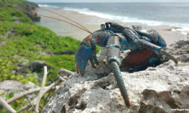 Niue State of Environment Report Endorsed by Cabinet