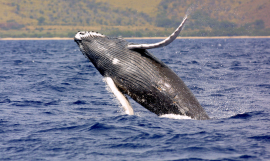 Niue whale picture