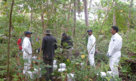 Rat eradication in Samoa